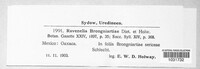 Ravenelia brongniartiae image